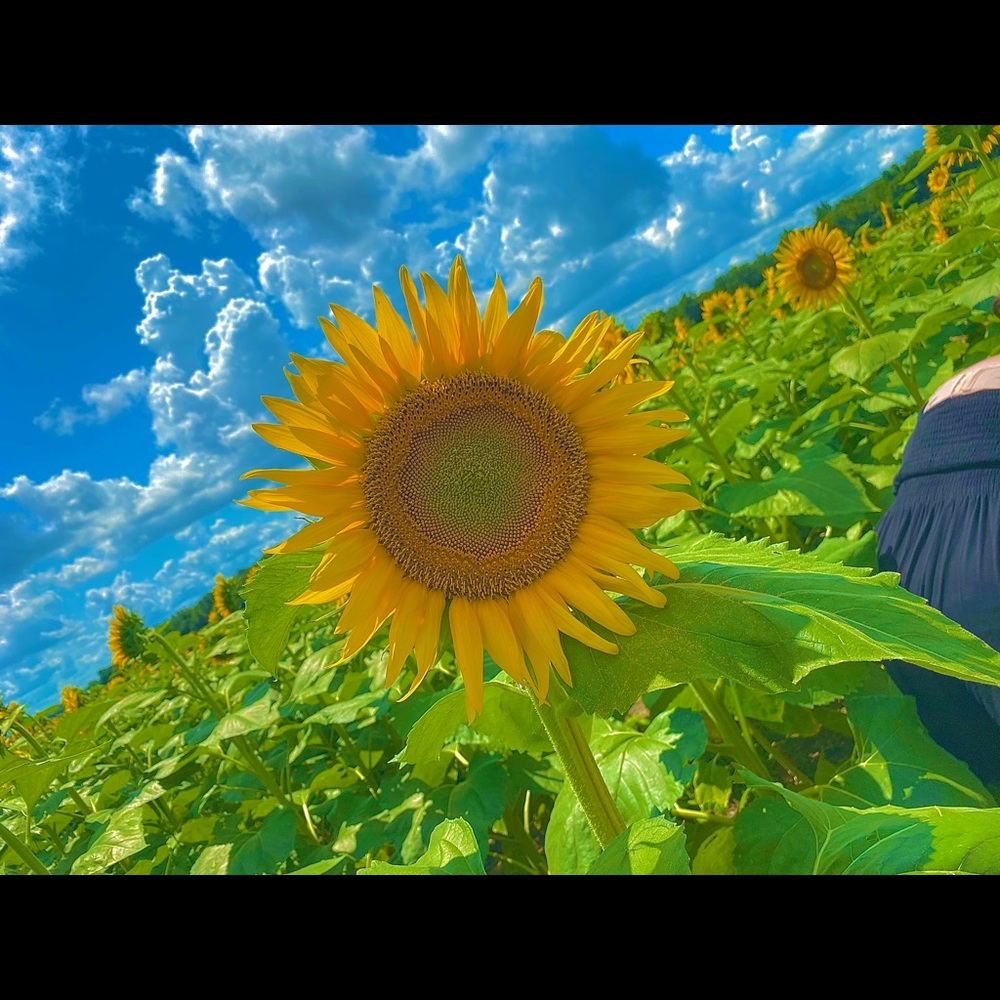 Meet your Posher, Molly